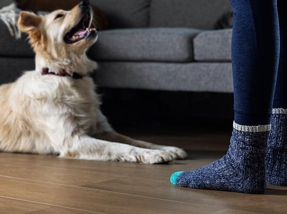 dog laying on floor looking up at person